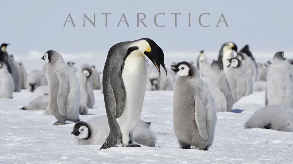 ANTARCTICA | Trip to the South Pole & Emperor Penguins