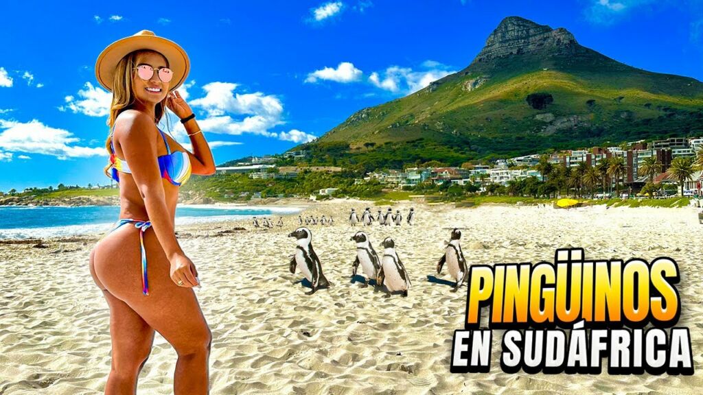 LO MEJOR DE CIUDAD DEL CABO | Pingüinos en Cape Town - Sudáfrica
